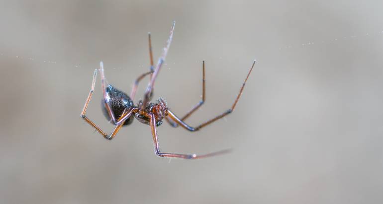 Will Pest Control Get Rid of Spiders?