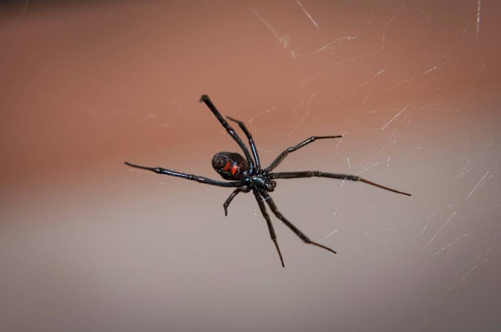 black widow spider control
