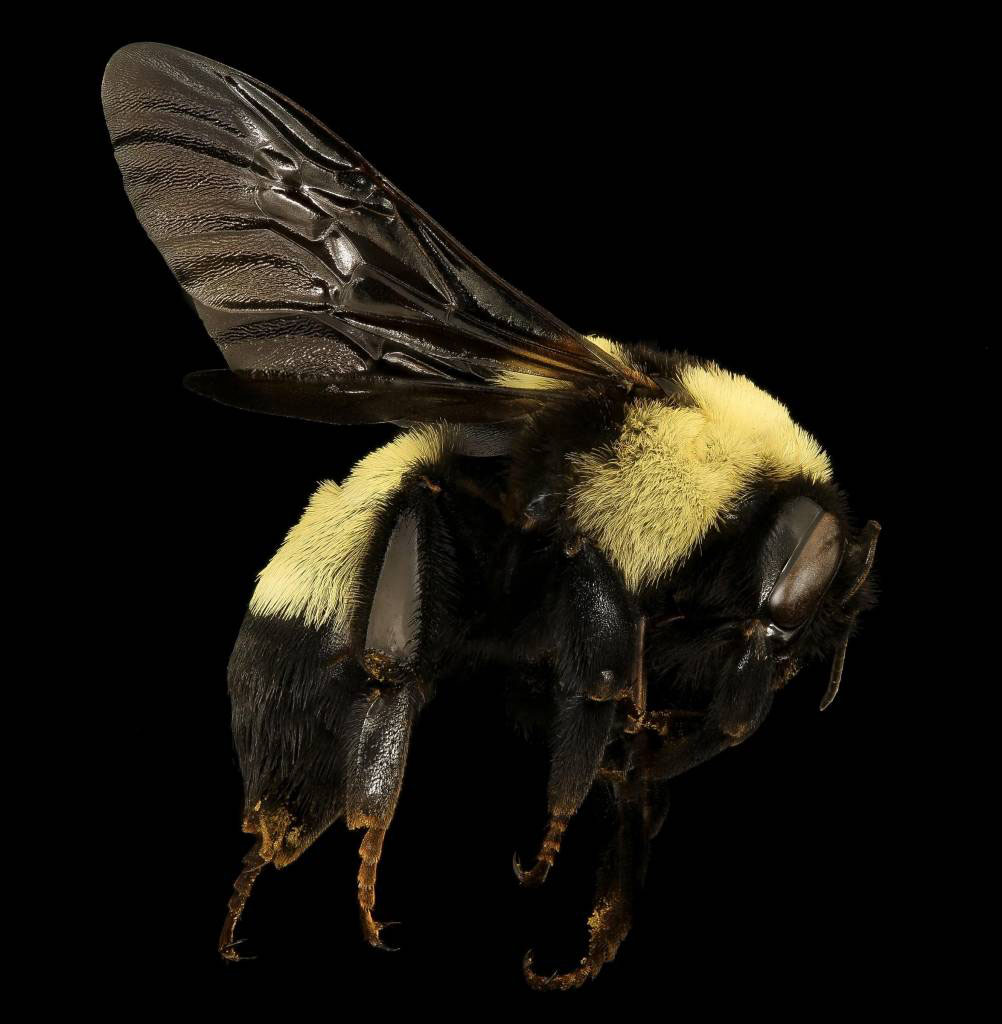 Bumblebee control