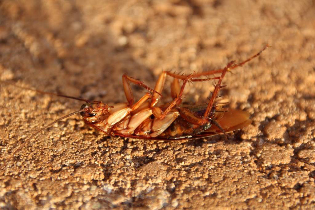 Cockroach Control in & near Menifee, CA