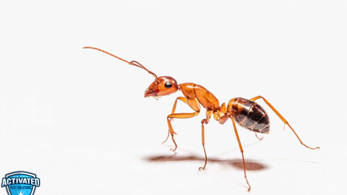 Why Ants Suddenly Appear in Home and How to Get Rid of Them