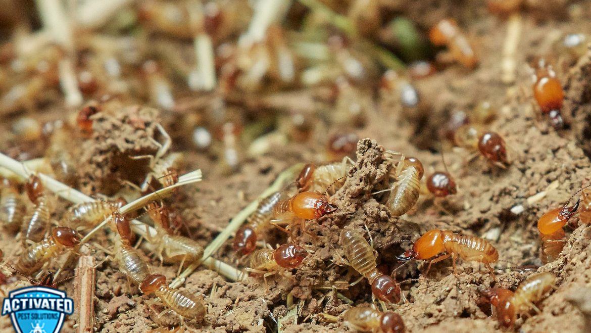 Are You Facing a Termite Infestation at Home? Assess the Severity of the Invasion and Take Proper Action to Get Rid of Termites Immediately