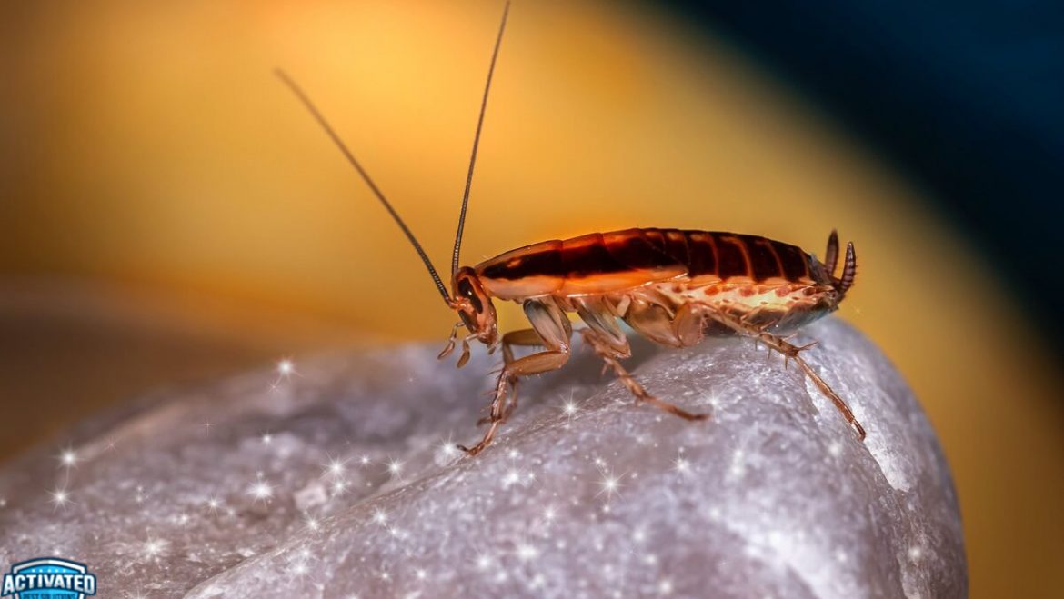 8 Reasons to Get Professional Cockroach Control Services