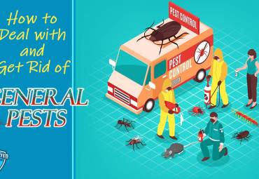 Are You Facing a Pest Problem? How You Can Get Rid of General Pests