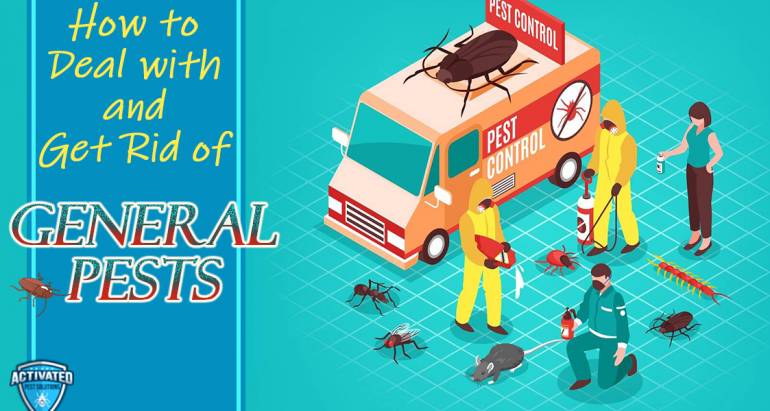 Are You Facing a Pest Problem? How You Can Get Rid of General Pests