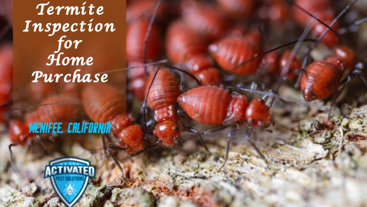 Termite Inspection for Home Purchase