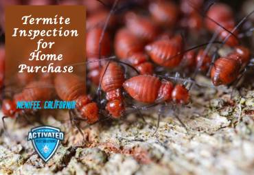 Termite Inspection for Home Purchase
