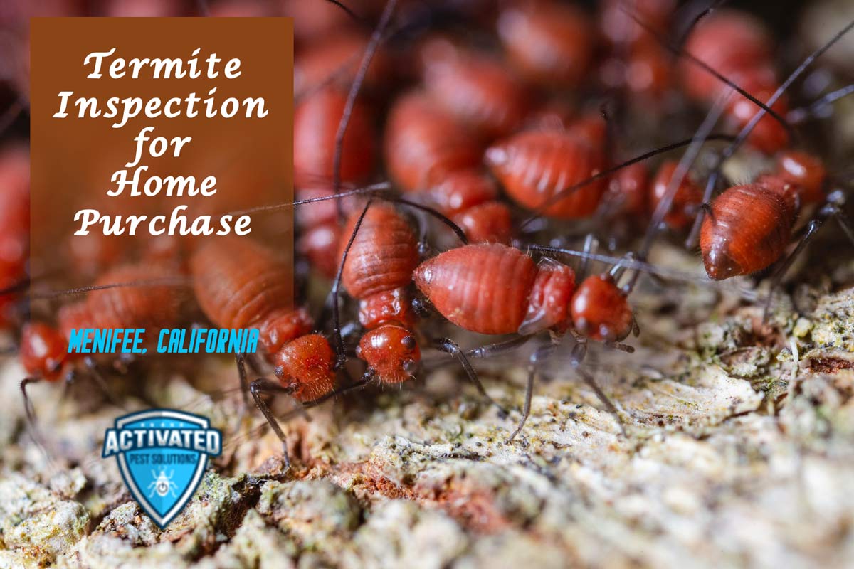 Termite Inspection For Home Purchase