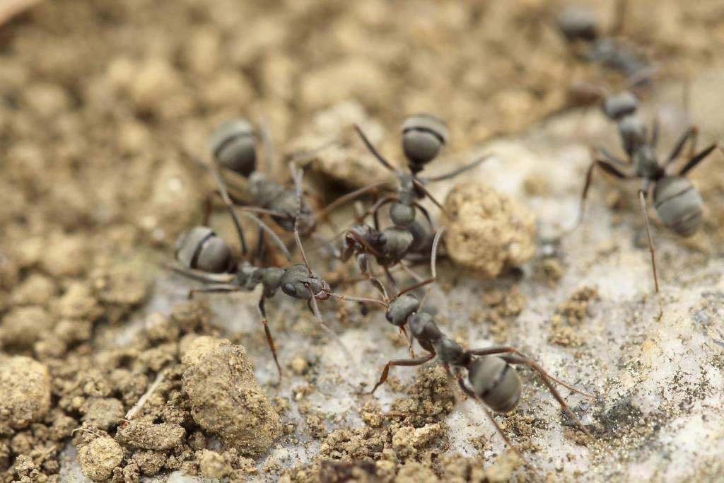 Ant Control in & near Menifee, CA