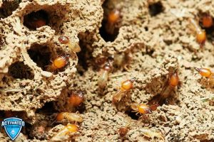 Control Services to Keep Your Properties Termite