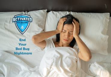 Bed Bugs Nightmare: How to Fight Back Against These Unwelcome Guests