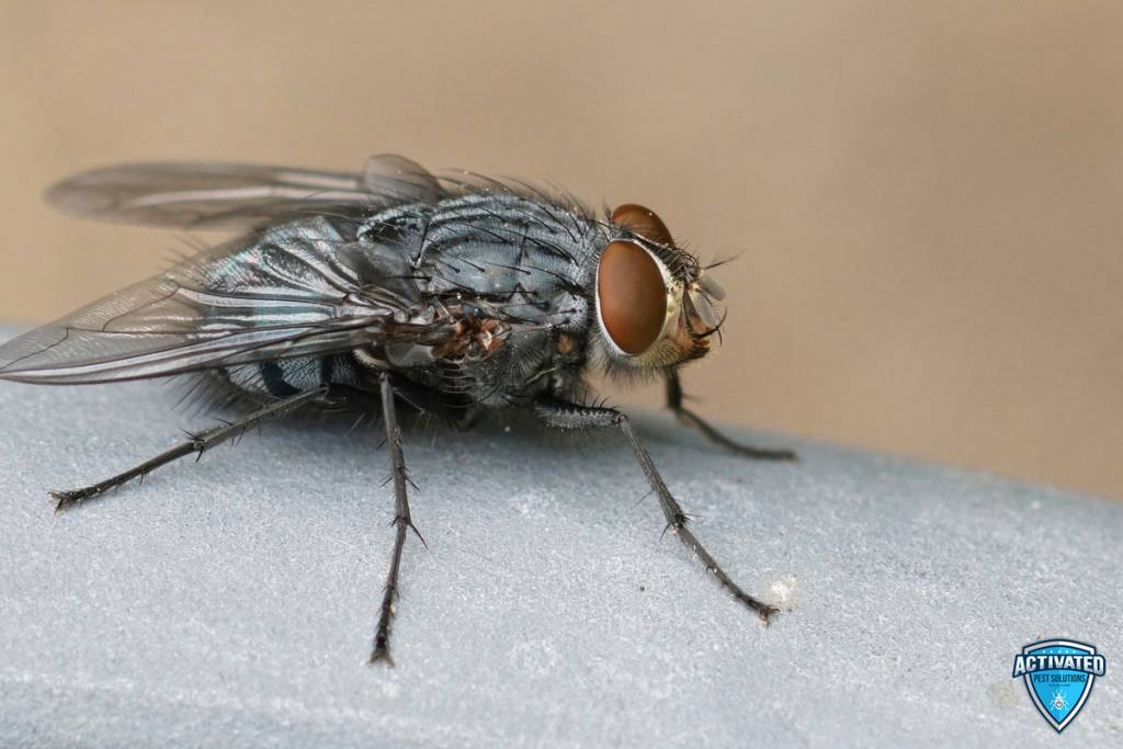 Fly Control in Winter