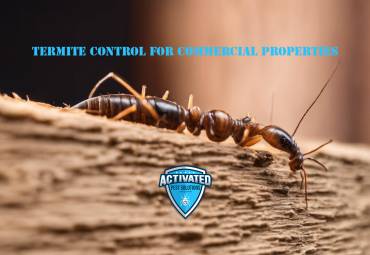 Termite Control for Commercial Properties: Challenges and Solutions